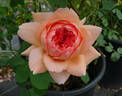 Carding Mill ™ rose photo