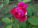 Careless Love rose photo
