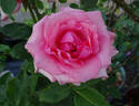 Carina rose photo