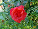 Cathedral rose photo