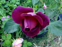 Chocolate Sundae ™ rose photo