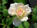 Chou Chou rose photo