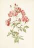 <i>Rosa indica</i> L. rose photo
