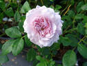 Cool Cats rose photo
