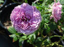 Cool Cats rose photo