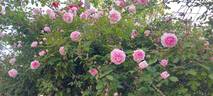 Flore rose photo