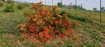 R. foetida bicolor rose photo