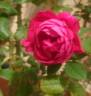 Souvenir de Yeddo rose photo