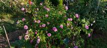 Pink Léda rose photo