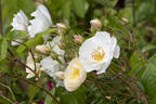Rambling Rector rose photo