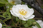 Rambling Rector rose photo