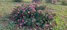 Le Pompon de Bourgogne rose photo