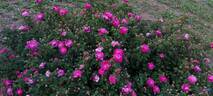 Le Pompon de Bourgogne rose photo
