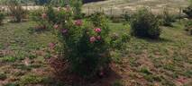 Prairie Dawn rose photo