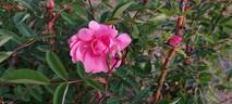Prairie Dawn rose photo