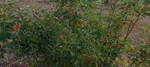 Prairie Dawn rose photo