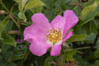 Rosa canina 'Andersonii' rose photo