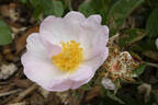 <i>Rosa macrantha</i> 'Daisy Hill' rose photo