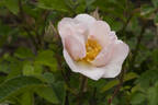 <i>Rosa macrantha</i> 'Daisy Hill' rose photo