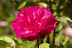 Rubin rose photo