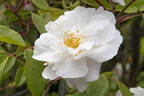 Ruga rose photo