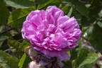 Salet rose photo