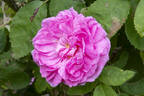 Salet rose photo