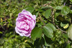 Sarah Van Fleet rose photo