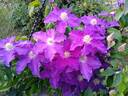 Rituaal clematis photo