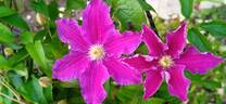 Rituaal clematis photo