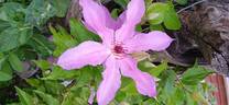 Õie clematis photo