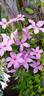 Õie clematis photo