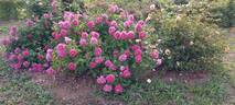Princess Anne rose photo