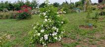 <i>Rosa moschata</i> 'Autumnalis' rose photo