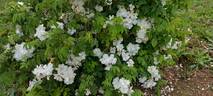 <i>Rosa moschata</i> 'Autumnalis' rose photo