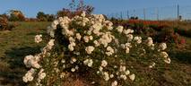 Prosperity rose photo