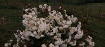 Prosperity rose photo