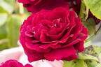 Souvenir du Docteur Jamain rose photo