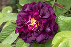 Tuscany Superb rose photo