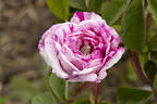 Tricolore de Flandre rose photo