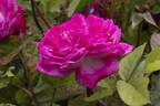 William Jesse rose photo