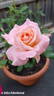 Melbourne Town rose photo