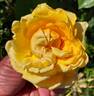 Golden Oldie rose photo
