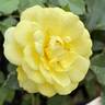 Atoll '99 rose photo