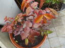 Gartenprinzessin Marie-José rose photo