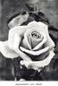 Alexander Hill Gray rose photo