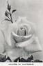 Countess of Shaftesbury rose photo