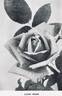 Lyon Rose rose photo