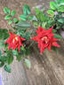 Scarlet Surprise rose photo