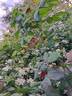 R. banksiae normalis rose photo